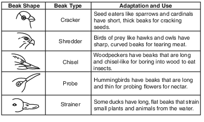 Regents Living Environment Test Preparation Practice Lab The Beaks Of ...